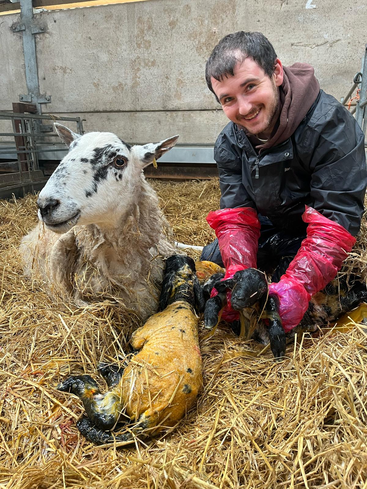 Assisting with newborn lambs during lambing placement