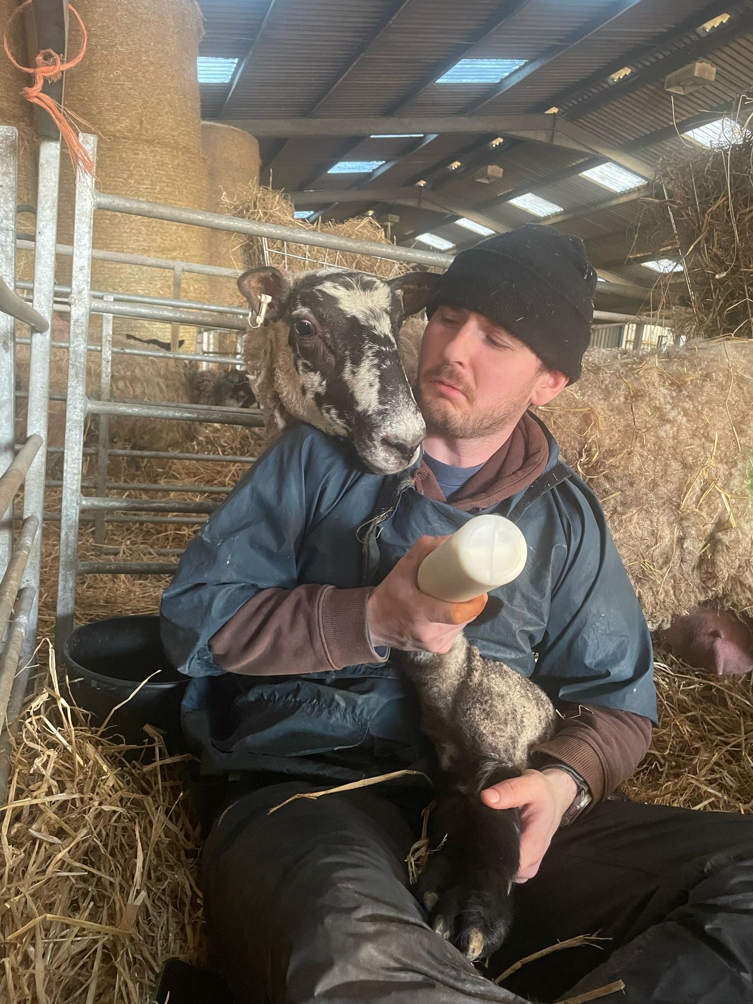 Ferris Harrison bottle feeding a lamb